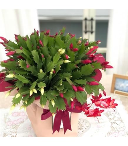 mihomiho デンマークカクタス 薔薇咲き ピンク系 E 　発根済み mihomiho様専用 デンマークカクタス 薔薇咲き ピンク系 E 発根済み